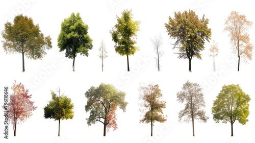 Trees Through the Seasons on White Background photo