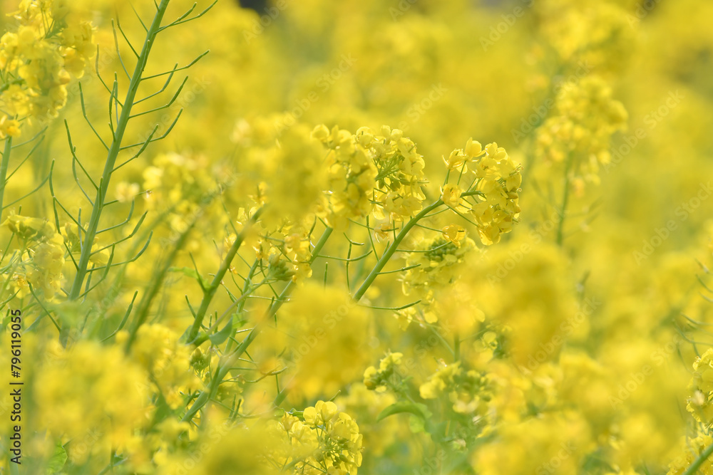 Obraz premium 菜の花 黄色の花