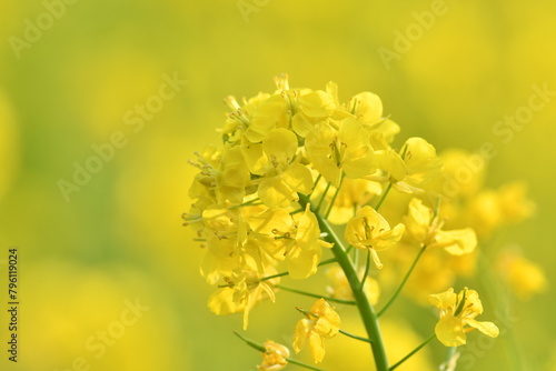 黄色の花　菜の花