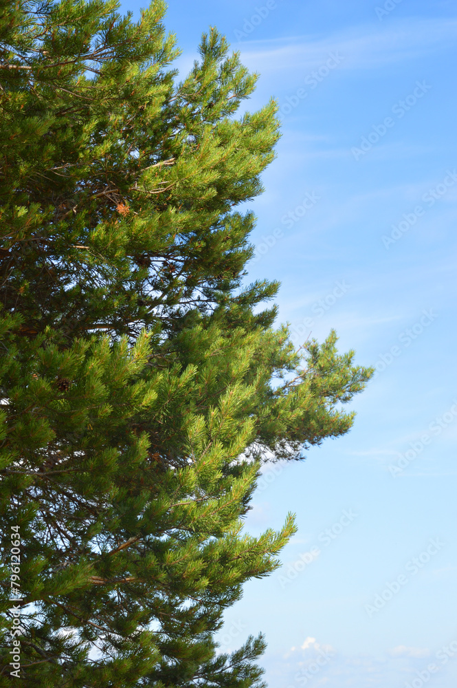 Pine tree against the sky. Pine tree against the sky.
