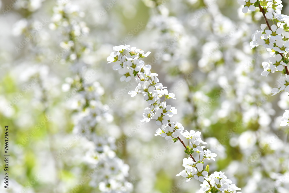 白色の小花