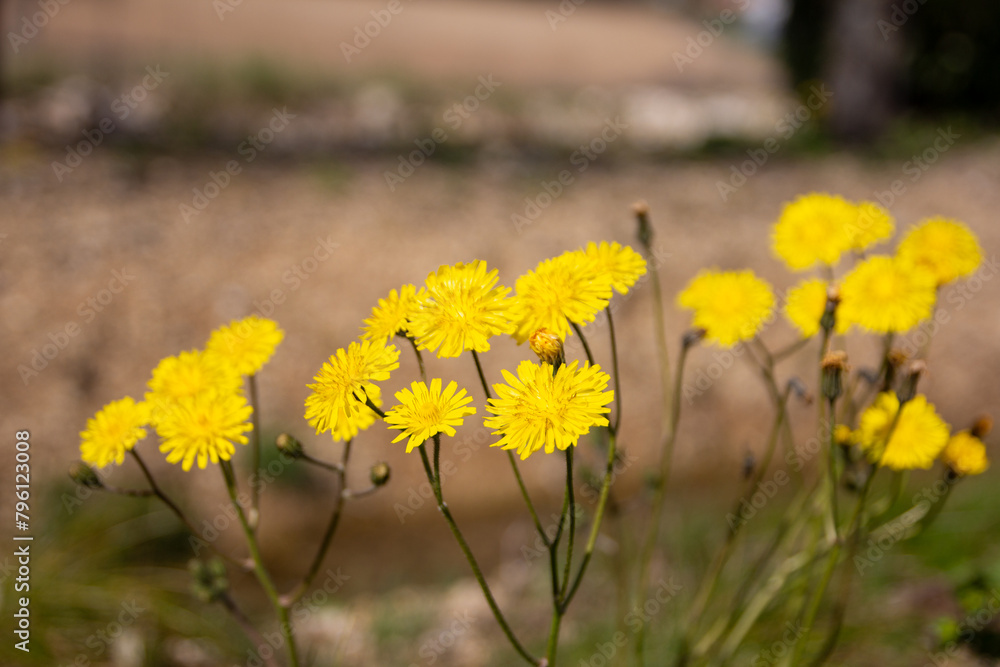 Obraz premium pissenlit fleur