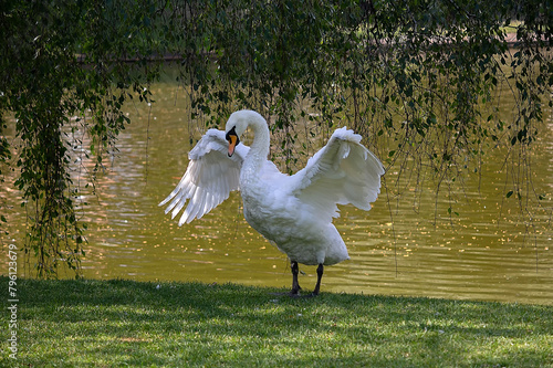 Beautiful white swan splashing its elegant large wings on the calm water.