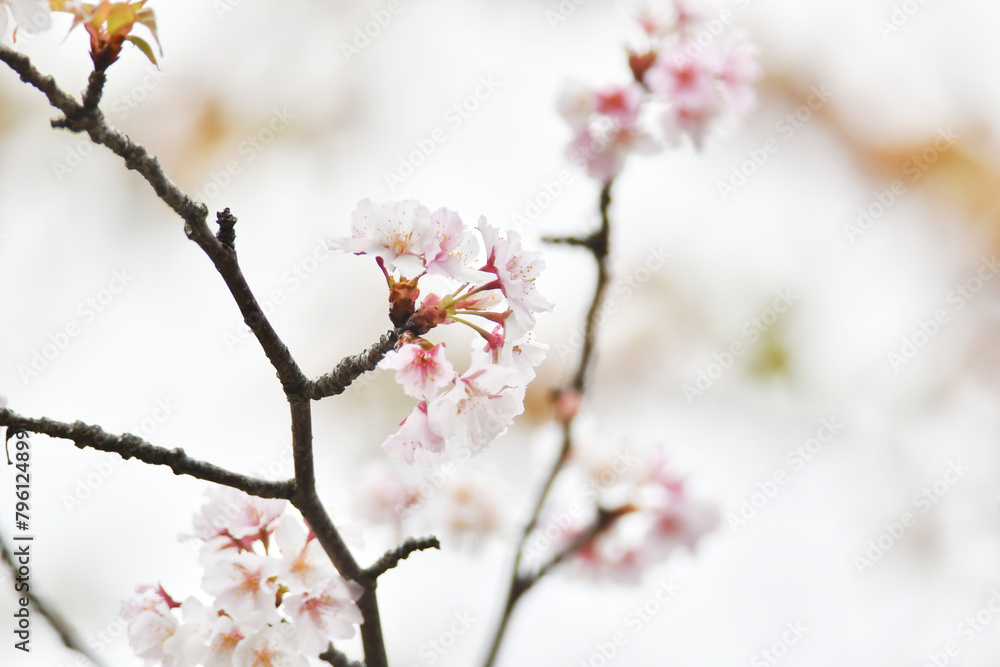 桜の花