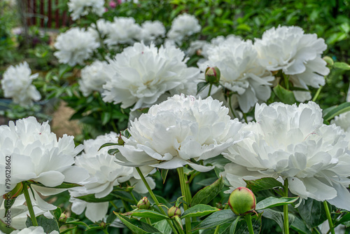 Big white peony flowers. Decorative white peony flowers blooming in the garden. (ID: 796128662)