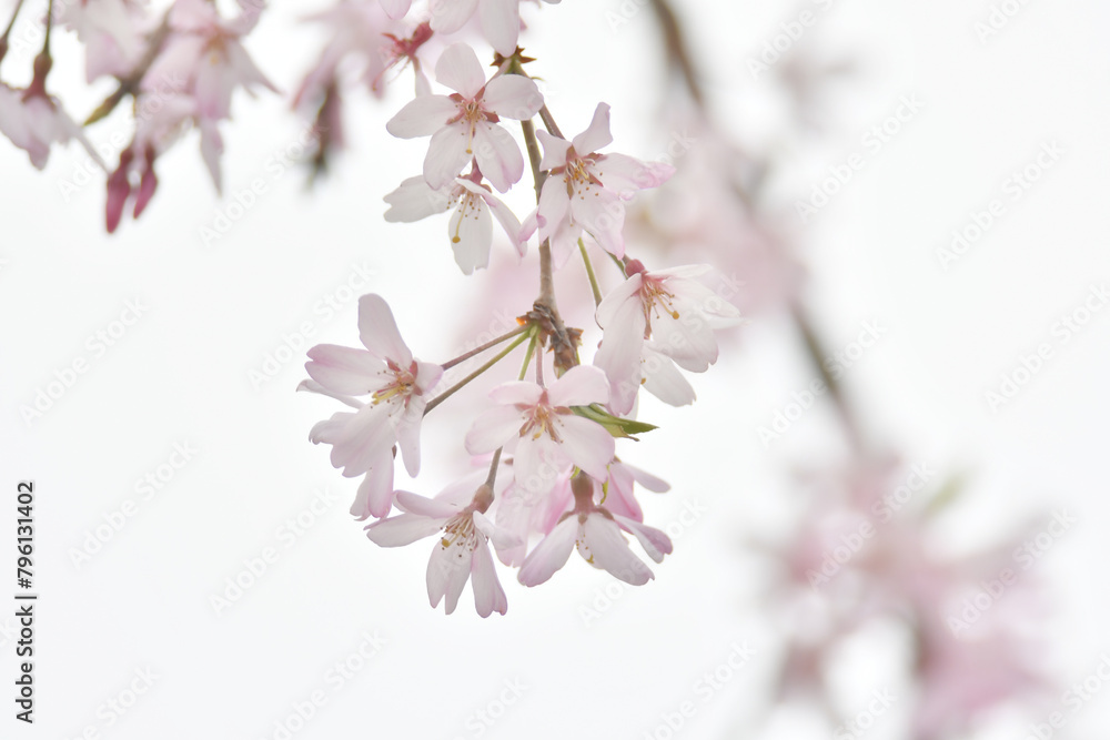 ピンク色の花 ピンク色の花