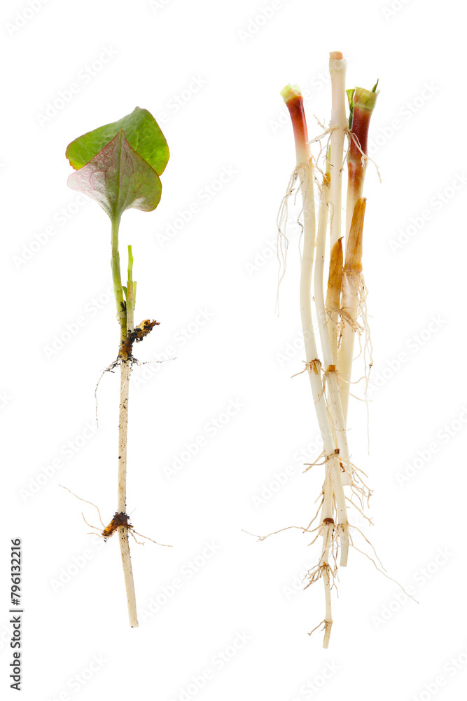 Fototapeta premium young sprout of houttuynia isolated on a white background