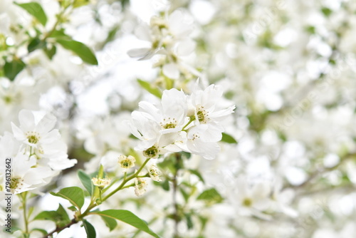 白色の花 リキュウバイ