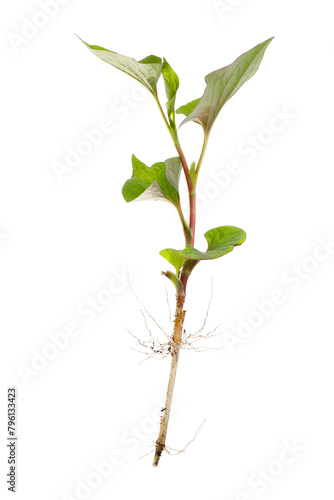 young sprout of houttuynia isolated on a white background