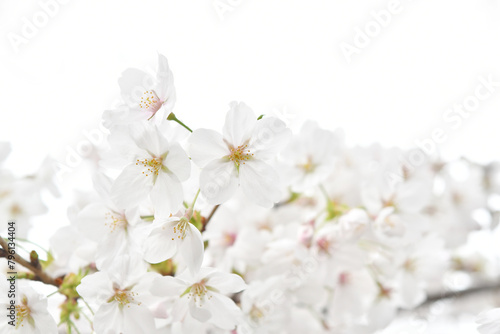 開花した桜 photo