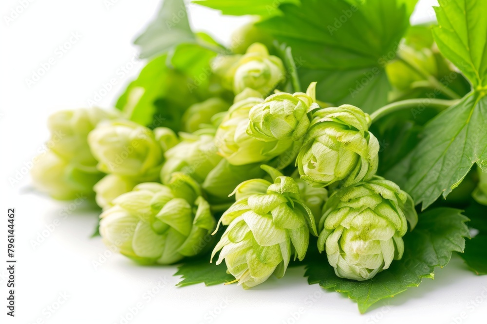 Macro close-up of green ripe hop cones isolated on white background. Branch of hop cones for making beer and bread Macro close-up of green ripe hop cones isolated on white background. Branch of hop cones for making beer and bread