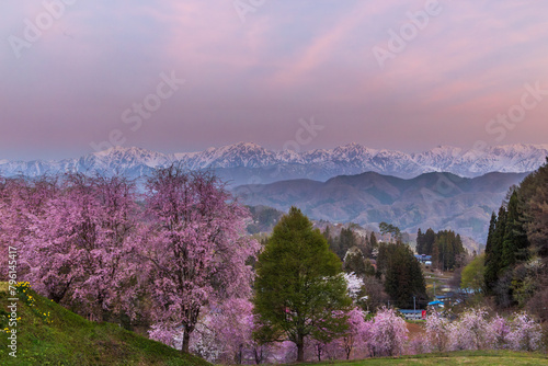 長野県小川村立屋展望台から満開の桜と夜明けの北アルプス © Umibozze