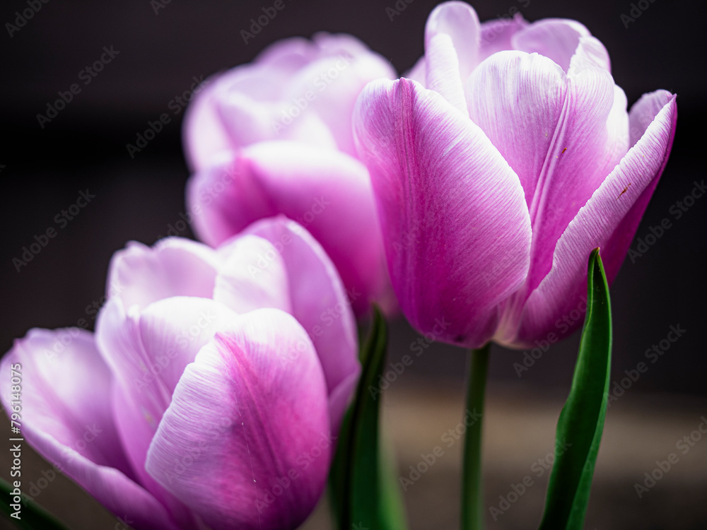 Obraz premium Bouquet of pink tulips on a wooden background.