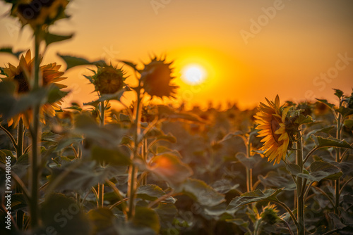 Field sunflowers in the warm light of the setting sun. Summer time. Concept agriculture oil production growing.