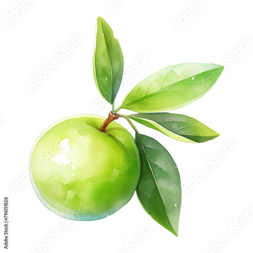 Watercolor green plum illustration isolated on transparent background.