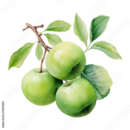 Watercolor green plum illustration isolated on transparent background.