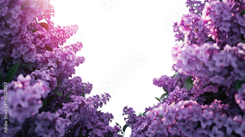 Purple lilacs bloom,Isolated on white background