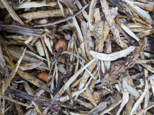 close up of a pile of dried mushrooms