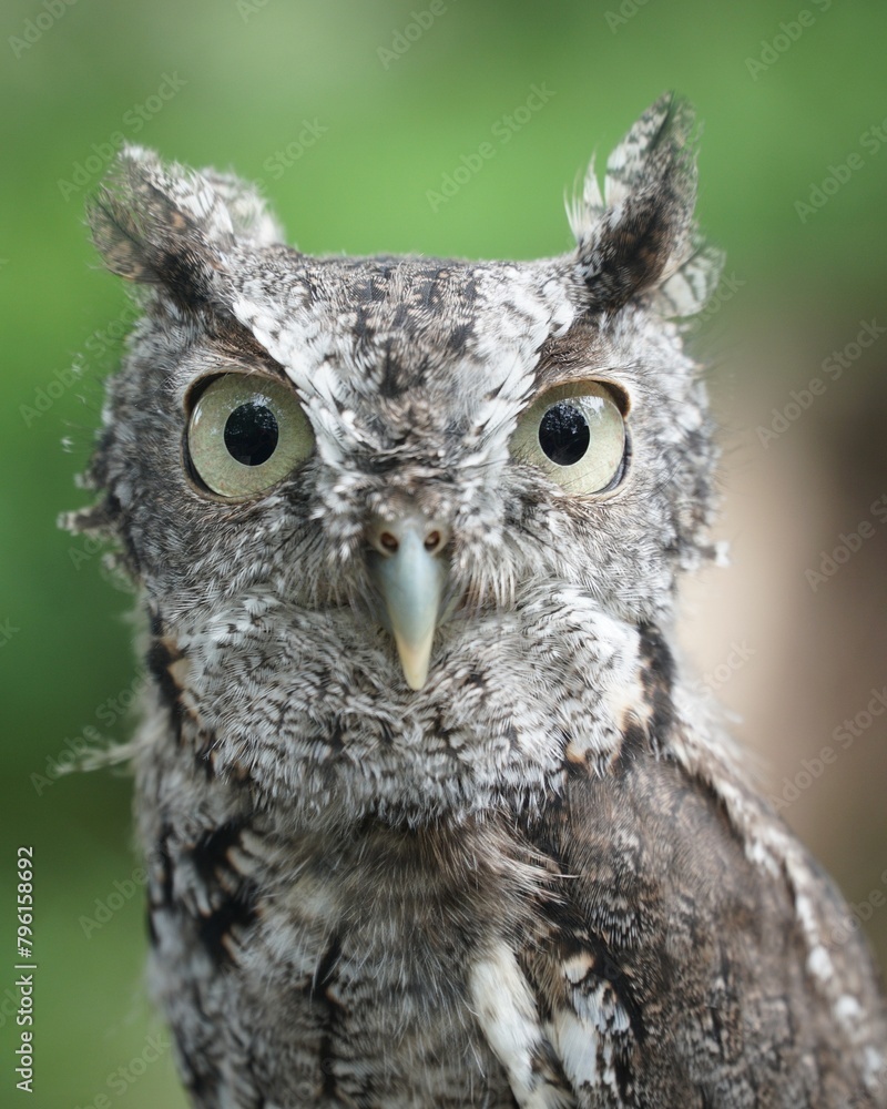 Obraz premium Owl, bird, nature, wild, closeup 