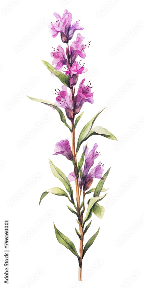 flower isolated flower isolated