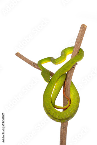 Snake with hemotoxic venom affects the blood system. White-lipped pit Tree Viper (Trimeresurus albolabris). Green snake coiled around on a branch isolated on white background.