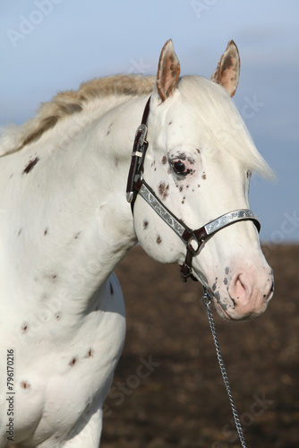 Beautiful appallosa stallion with western halter