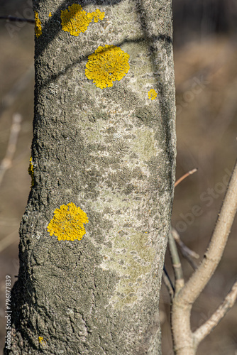 Lichen Xanthoria polycarpa onaspen tree. Close up photo Lichen Xanthoria polycarpa on old aspen tree, natural background
