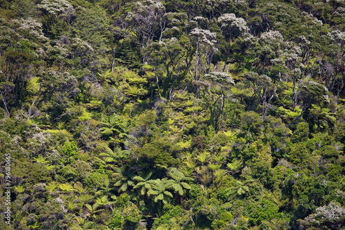 Bark Bay, New Zealand - beach and Lush Forests, Natural Seaside Panorama