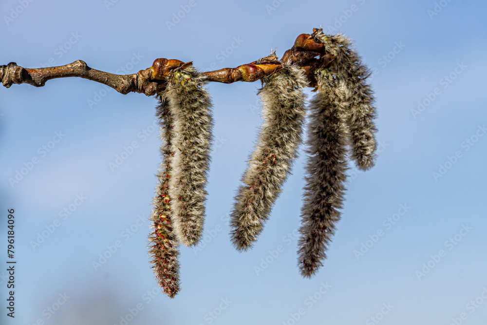 Naklejka premium Spring blooming of aspen. Spring blooming of European aspen or Quaking Aspen catkins, over blue sky background