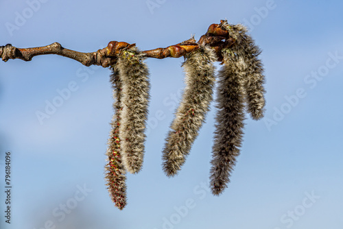 Spring blooming of aspen. Spring blooming of European aspen or Quaking Aspen catkins, over blue sky background