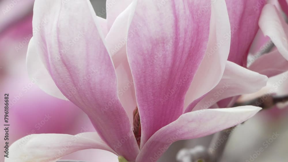 Magnolia Sulanjana flowers with petals in the spring season. A light breeze stirs the beautiful pink magnolia flowers in spring, selective focusing. Magnolia Sulanjana flowers with petals in the spring season. A light breeze stirs the beautiful pink magnolia flowers in spring, selective focusing.