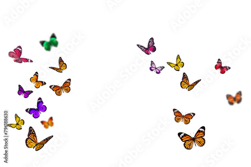 Butterfly insect flying wings self recognized forest animal beautiful transparent background editable png wallpaper CG special effect filter