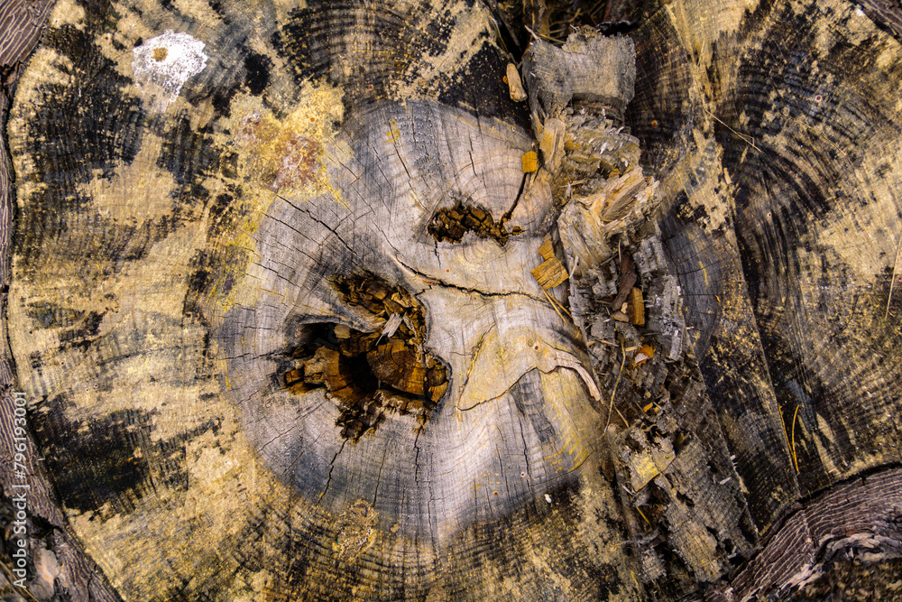 Stump close up texture. Top view macro photo of stump texture with ...