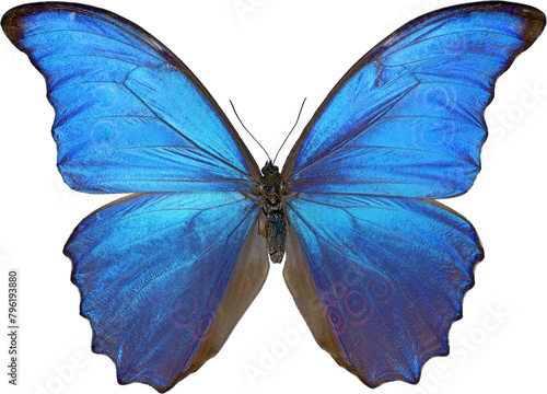 Butterfly insect flying wings self recognized forest animal beautiful transparent background editable png © IU