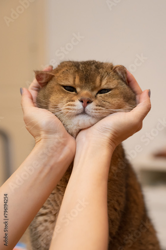 Hands cupped around the face of a British Shorthair