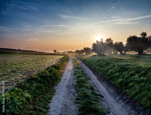 Amanece en el olivar