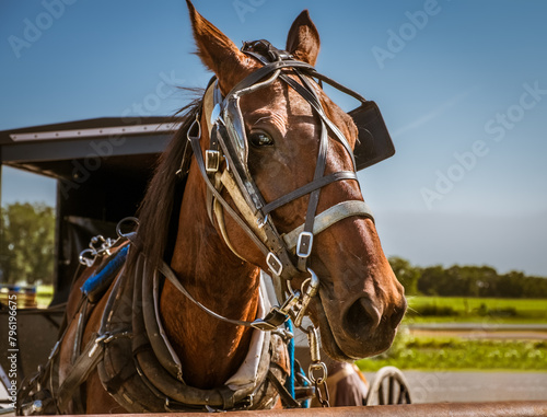 Portrait of horse in harness on Amish farm  carriage behind it  blue sky in background © Lana