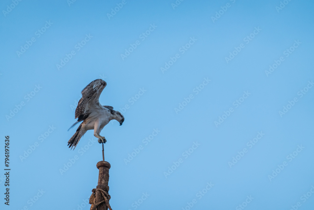 sea eagle landing at the top from a boat mast sea eagle landing at the top from a boat mast