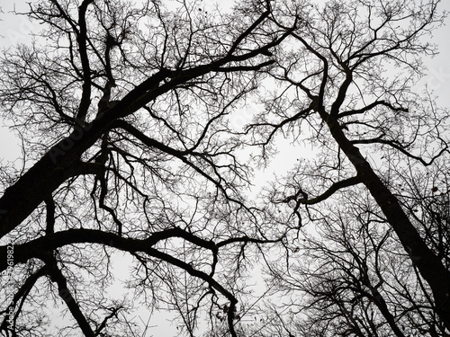 View from Below of a Tangle of Dry Branches during the Winter of Tall Trees and the white Sky in the background