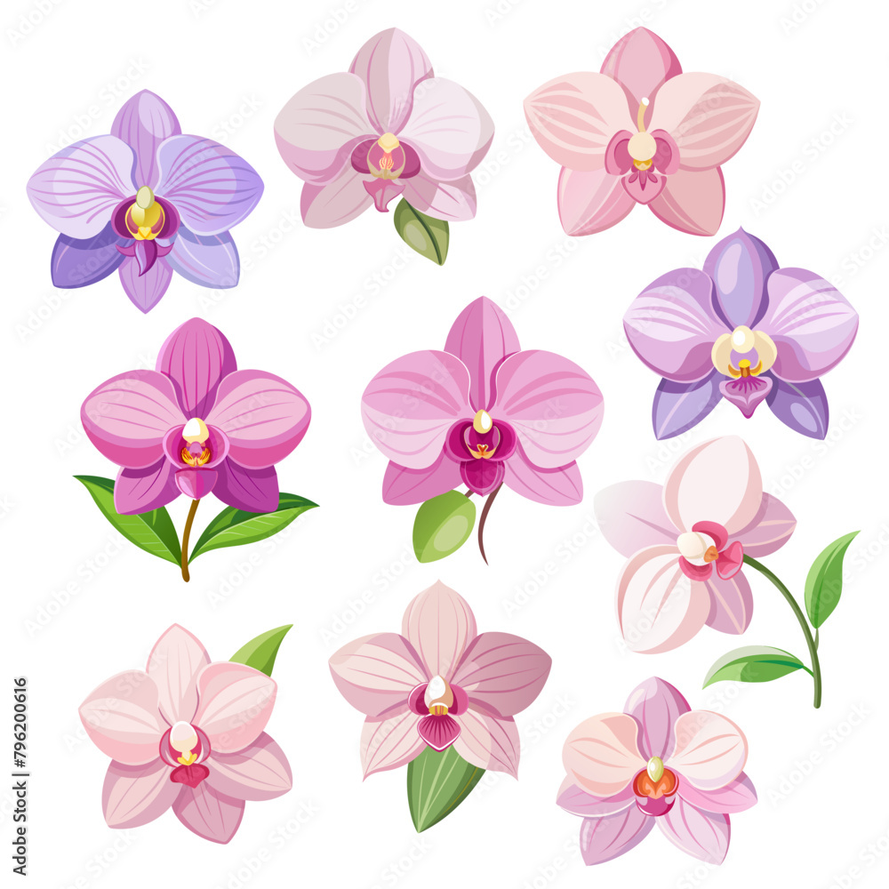 set of flower exotic pastel pink orchid