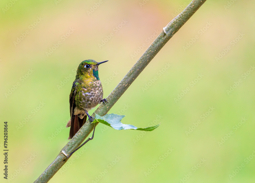 Naklejka premium Tyrian metaltail (Metallura tyrianthina), species of hummingbird in subfamily Lesbiinae, the brilliants and coquettes. Lake Guatavita, Cundinamarca department. Wildlife and birdwatching in Colombia
