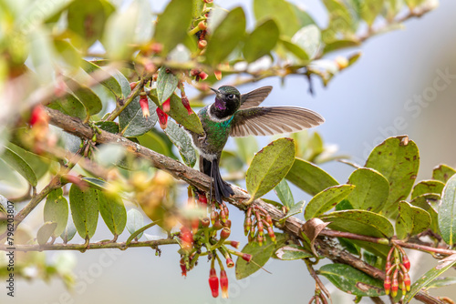 Tourmaline sunangel (Heliangelus exortis), species of hummingbird in the coquettes, tribe Lesbiini of subfamily Lesbiinae. Guatavita, Cundinamarca department. Wildlife and birdwatching in Colombia photo