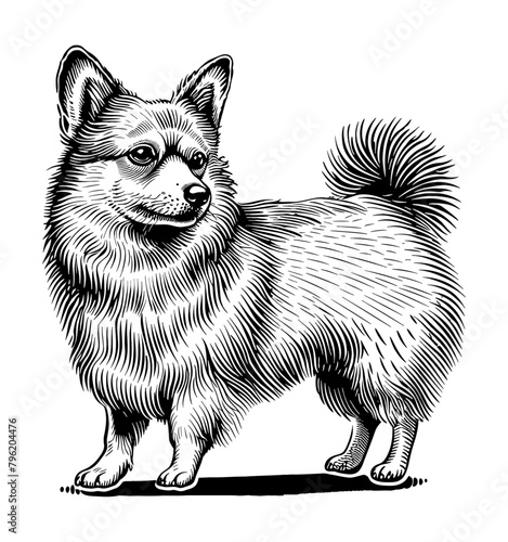 corgi dog engraving black and white outline
