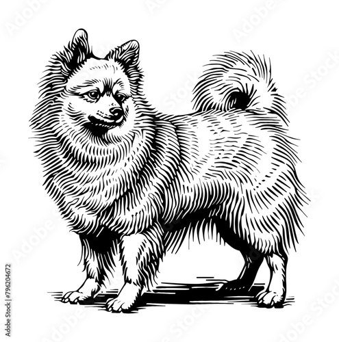 spitz dog engraving black and white outline