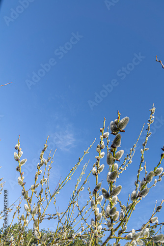Willow branches with catkins. Fluffy catkins on willow branches against blue sky background. (ID: 796209409)