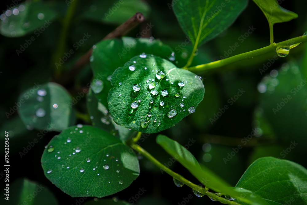 rain drops on a leaf rain drops on a leaf