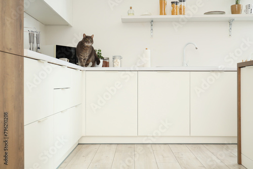Cute cat on counter in kitchen photo