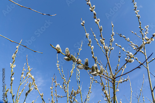 Willow branches with catkins. Fluffy catkins on willow branches against blue sky background. (ID: 796210608)