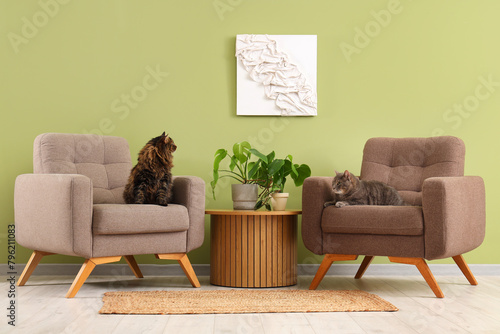 Cute cats in armchairs at home photo