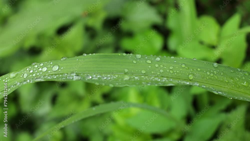 Tall green grass in the forest. Nice big grass, great garden. Natural growth, dew drops on leaves Tall green grass in the forest. Nice big grass, great garden. Natural growth, dew drops on leaves